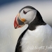 puffin_atlantic_msi_h_0870_can1899.jpg